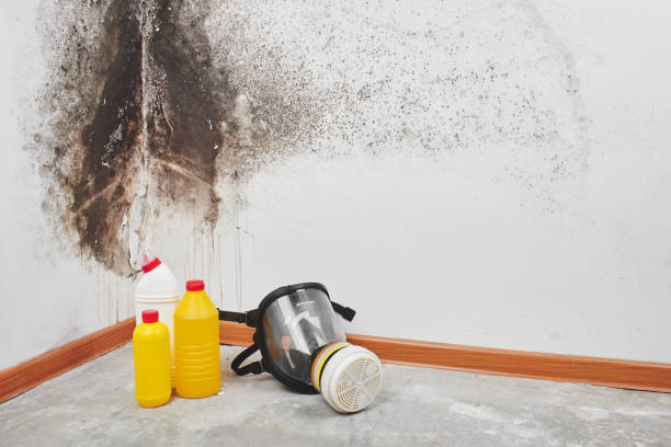 Best Commercial Mold Remediation in Monticello, FL