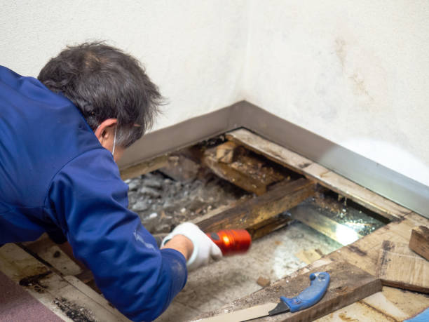 Reliable Monticello, FL Mold Remediation Solutions