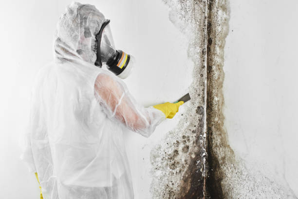 Best HVAC Mold Remediation in Monticello, FL