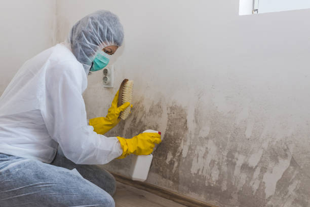 Best Commercial Mold Remediation in Monticello, FL