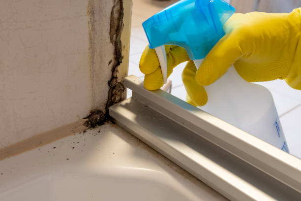 Best White Mold Remediation in Monticello, FL