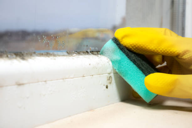 Best Black Mold Remediation in Monticello, FL