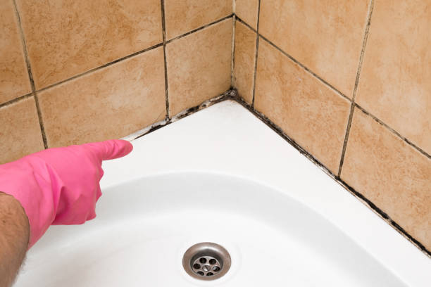 Best Basement Mold Remediation in Monticello, FL